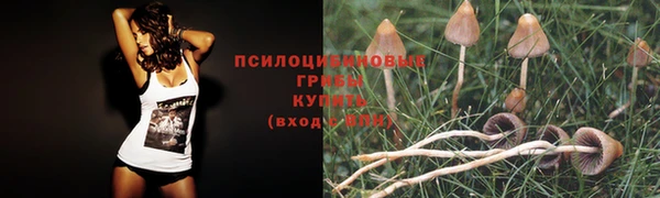 прущие грибы Кинешма